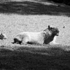 Bébé capybara profite du soleil