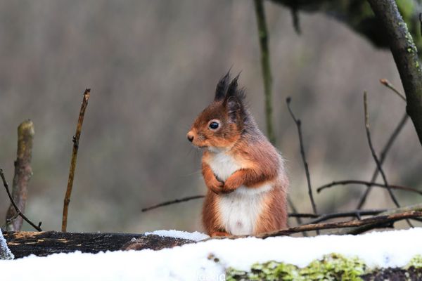 bebe CHIPETTE A LA NEIGE