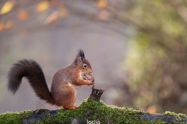 BEBE CHIPETTE SA BEAUTEE me fascine 