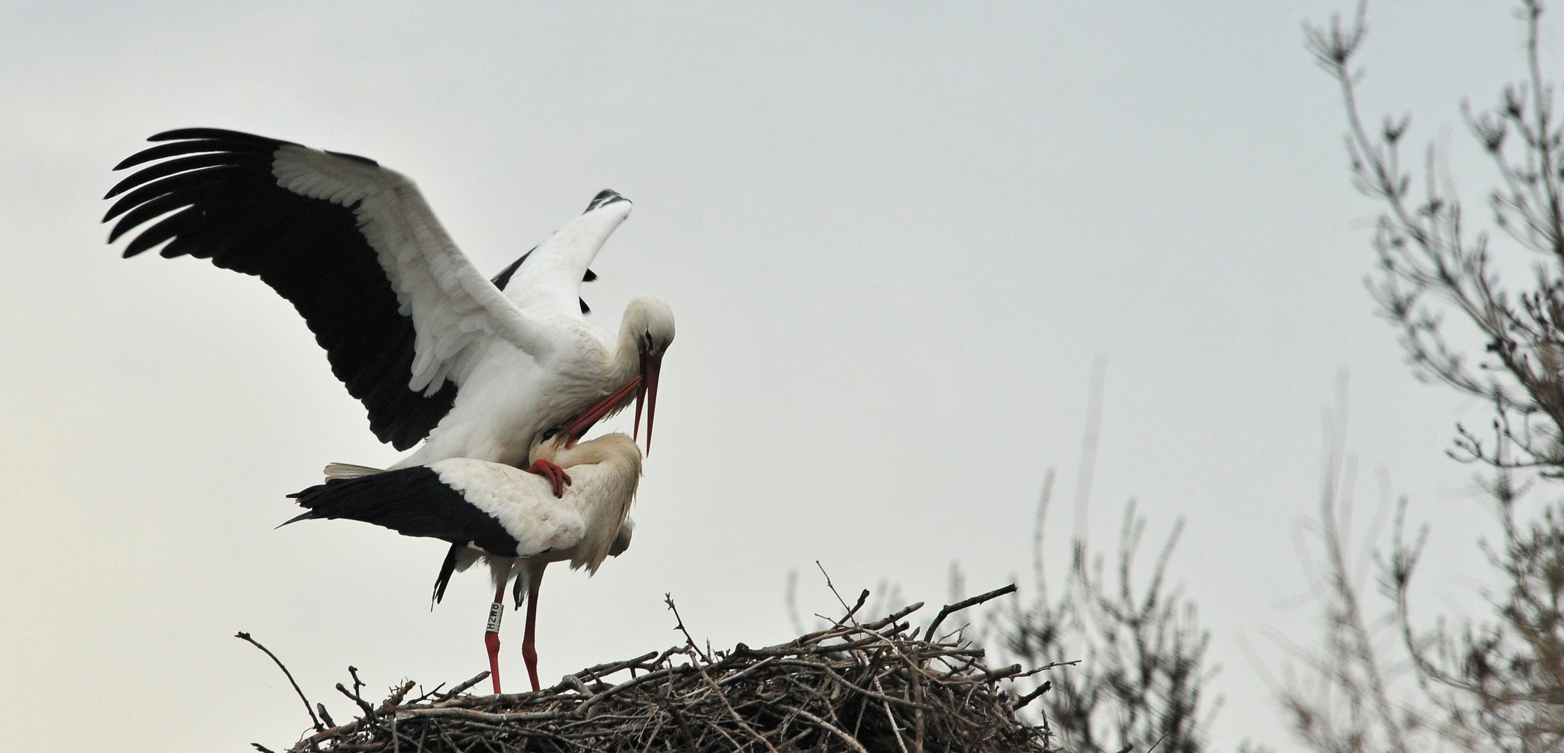 bébé cigogne est en route....!!!!!