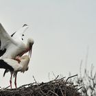 bébé cigogne est en route....!!!!!