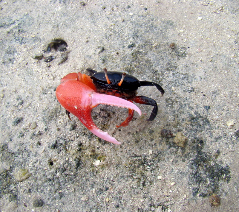 bébé crabe des cocotiers