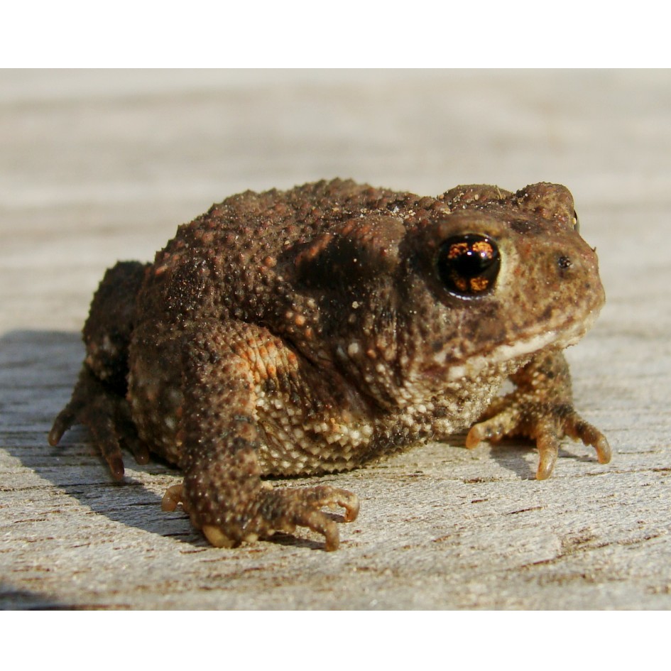 bébé crapaud de printemps