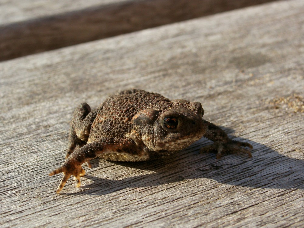 bébé crapaud de printemps photo et image portraits sauvages, nature