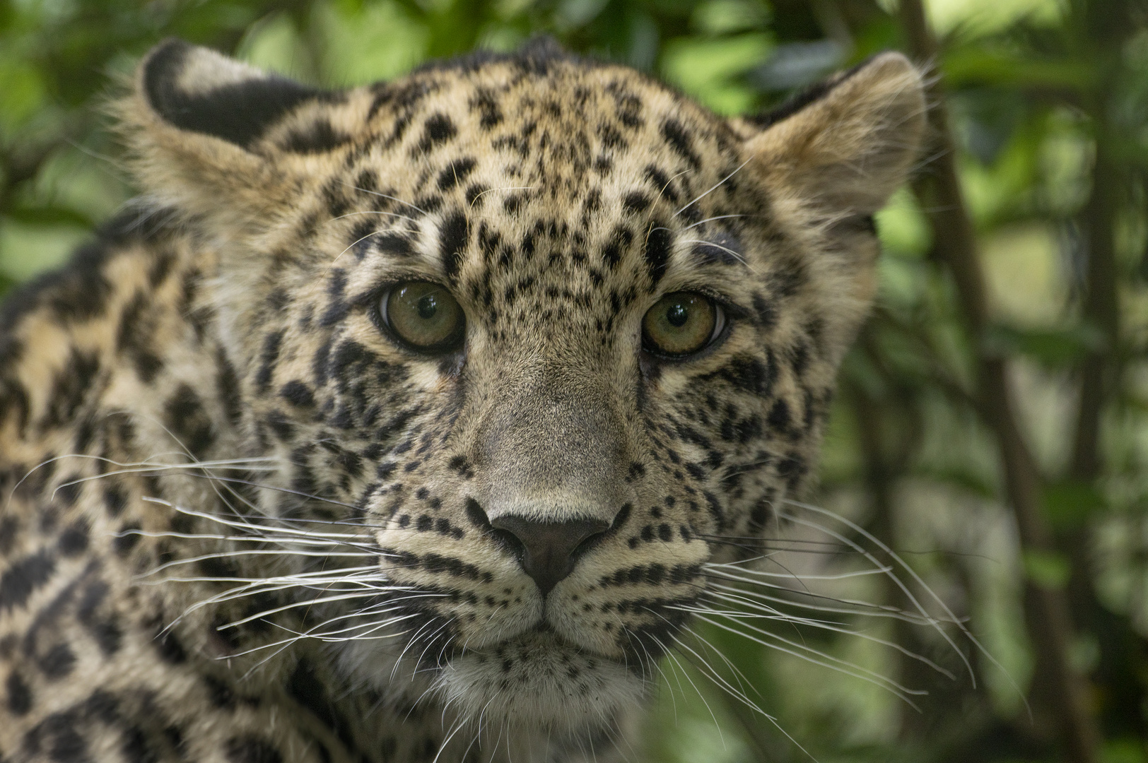 Bébé curieux (Panthera pardus saxicolor, panthère de Perse)