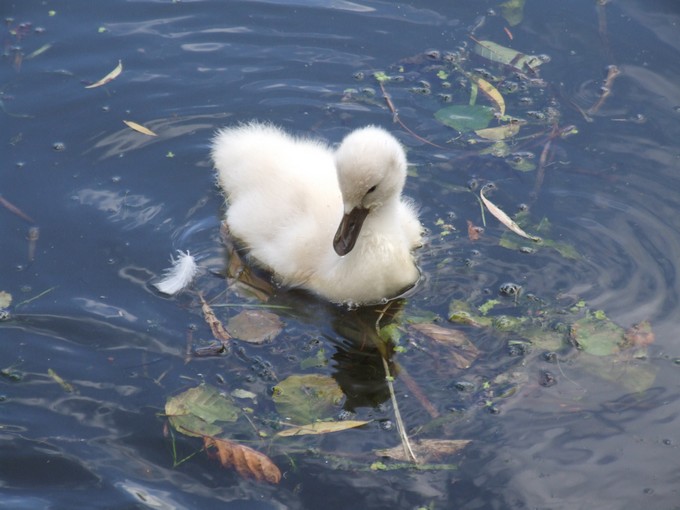 Bebe Cygne Photo Et Image Animaux Animaux Sauvages Oiseaux Images Fotocommunity