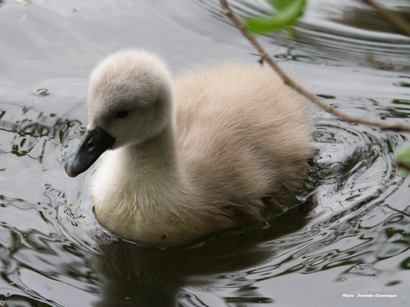 Bébé Cygne