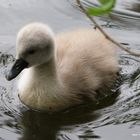 Bébé Cygne