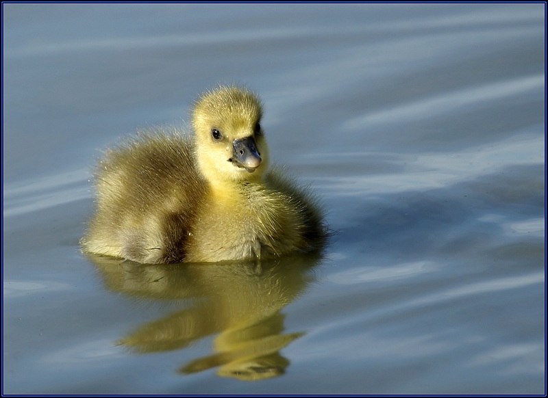 Bebe D Oie Photo Et Image Animaux Animaux Sauvages Oiseaux Images Fotocommunity