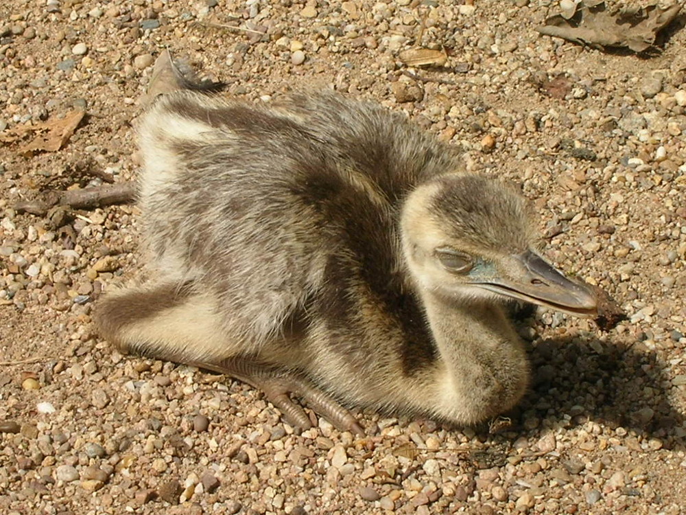 Bébé émeu