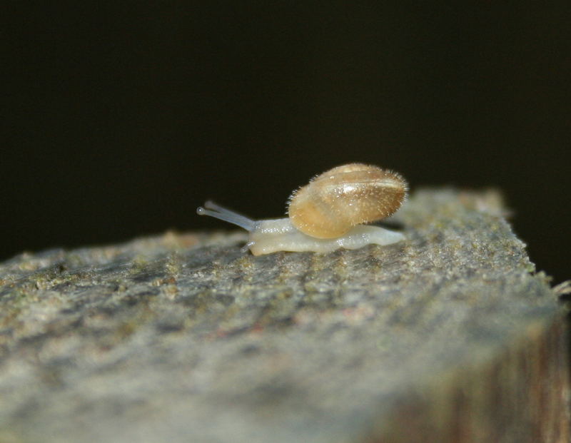 BEBE ESCARGOT