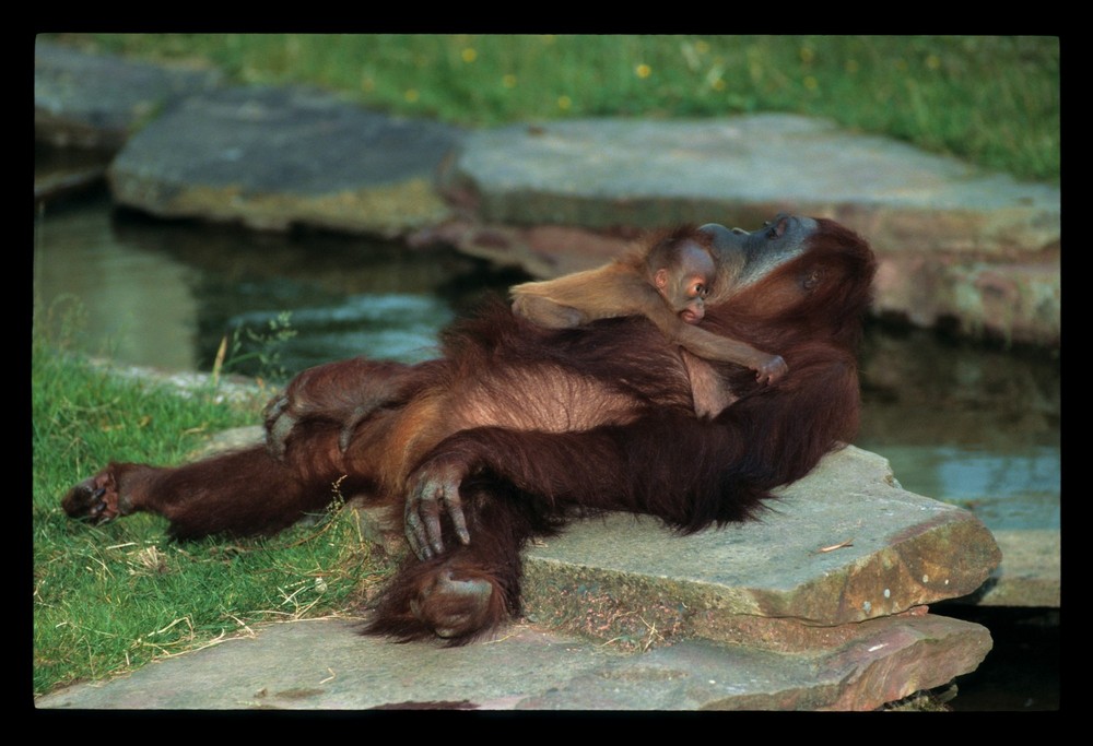 Bébé et maman Orang outan