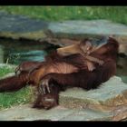 Bébé et maman Orang outan