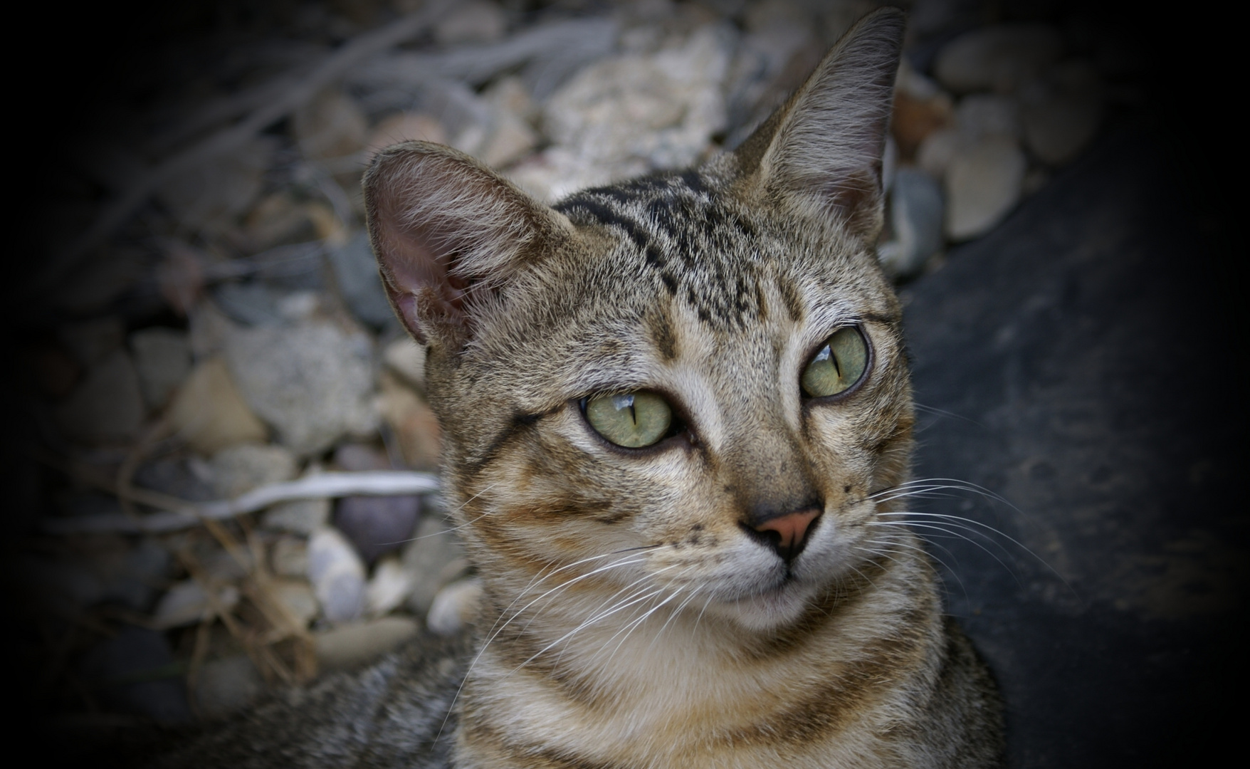 Bebe Felino