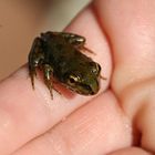 Bébé grenouille