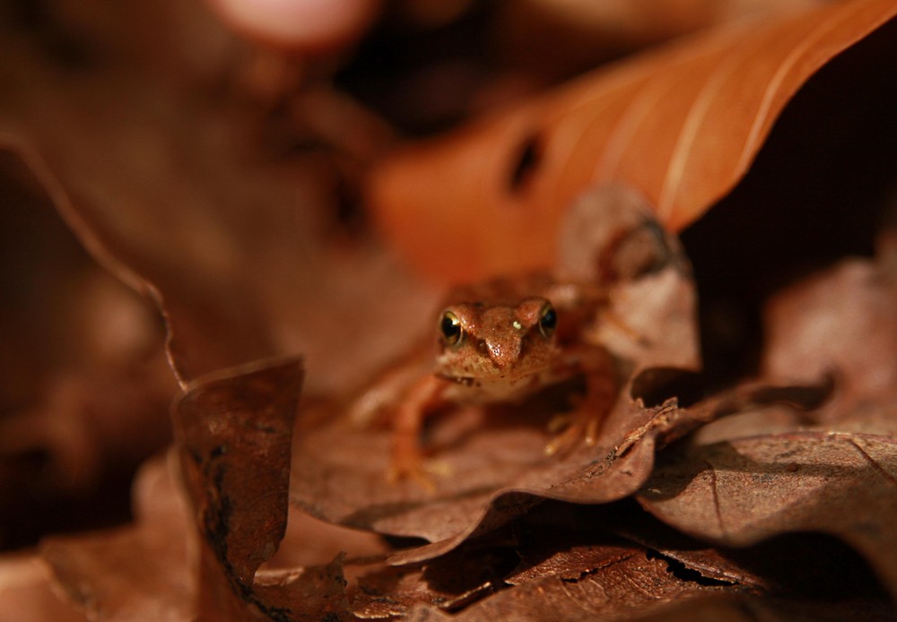 Bébé grenouille des bois