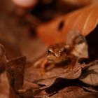 Bébé grenouille des bois