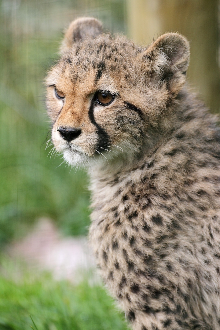 bébé guépard .