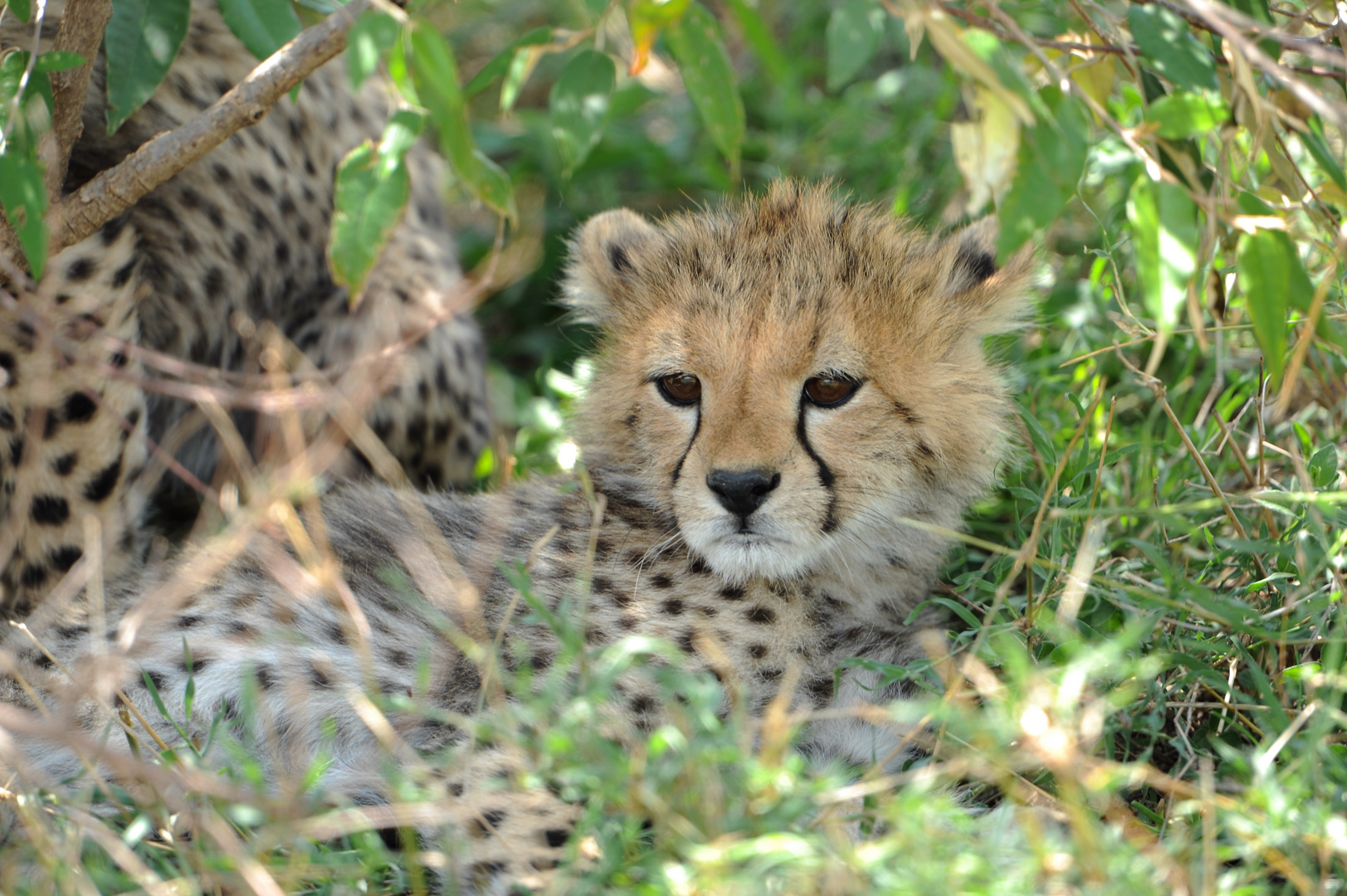 Bébé Guépard de 4 mois