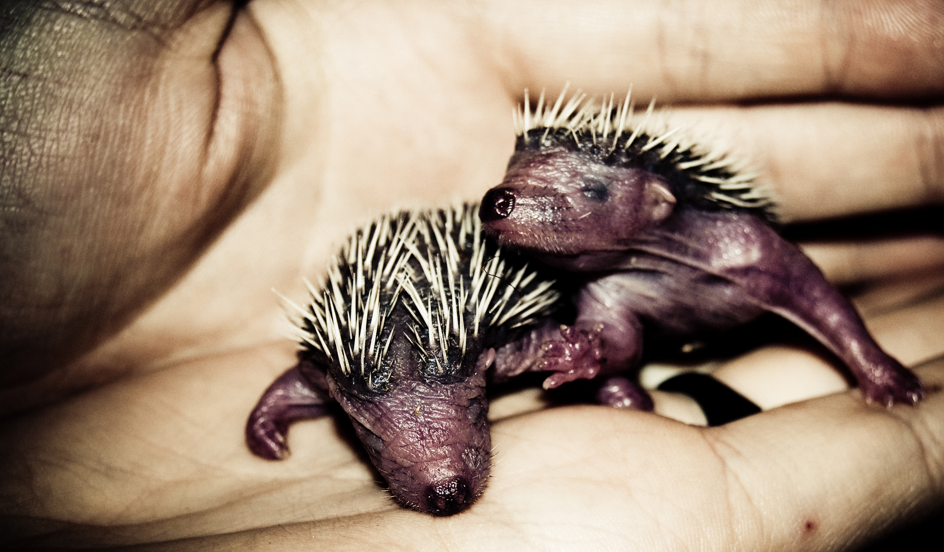 Comment Sappel Le Bebe Du Herisson bébé hérisson photo et image | animaux, animaux sauvages, bovidés à l