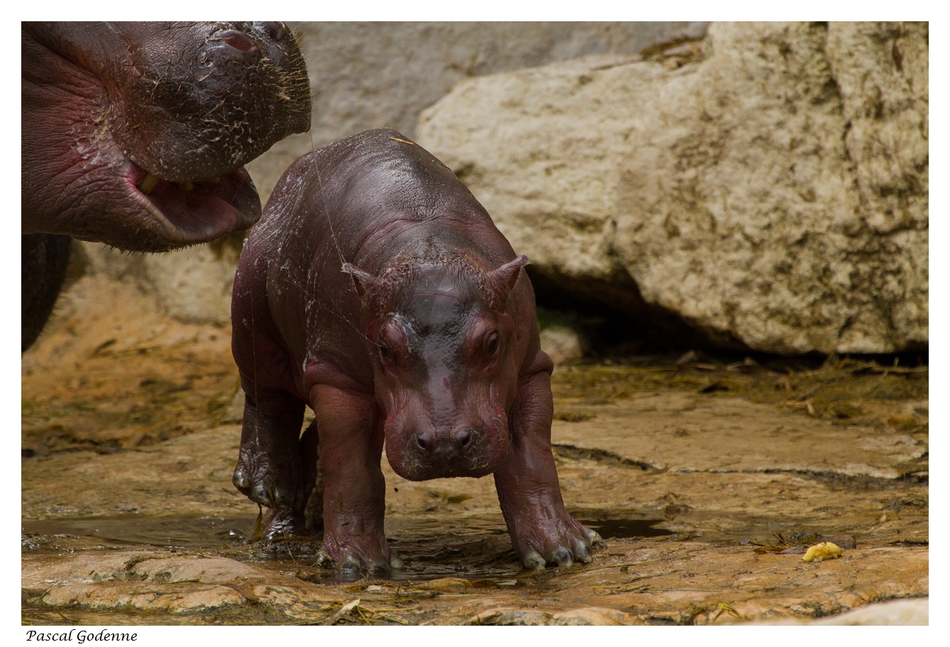 Bébé Hippopotame 1