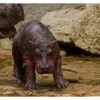 Bébé Hippopotame 1