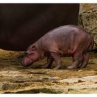 Bébé Hippopotame 2