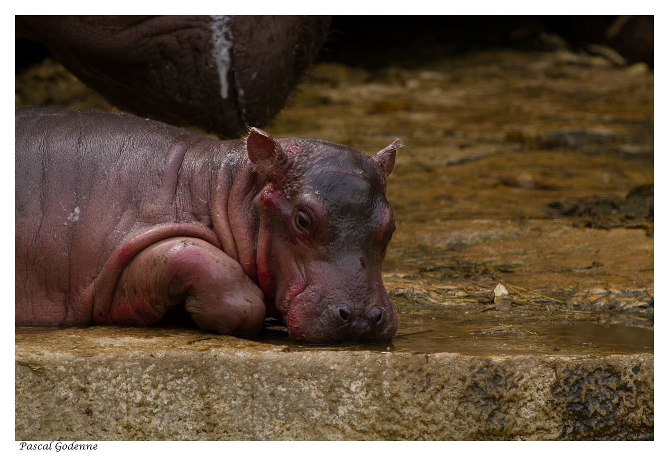 Bébé Hippopotame 4