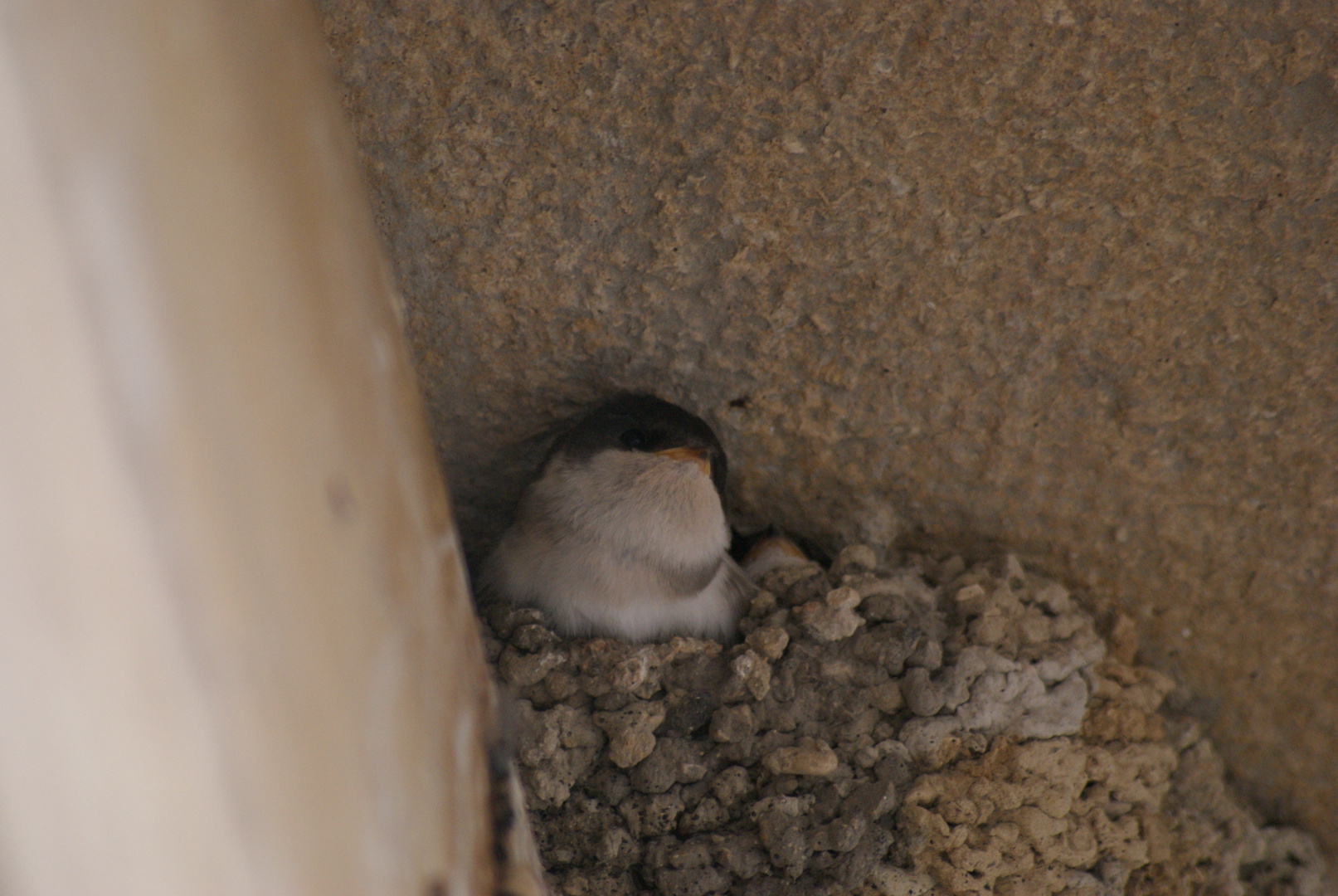 bébé hirondelle au nid