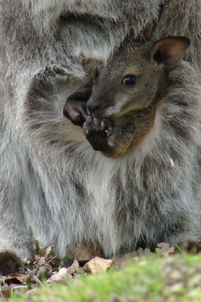 Bébé kangourou