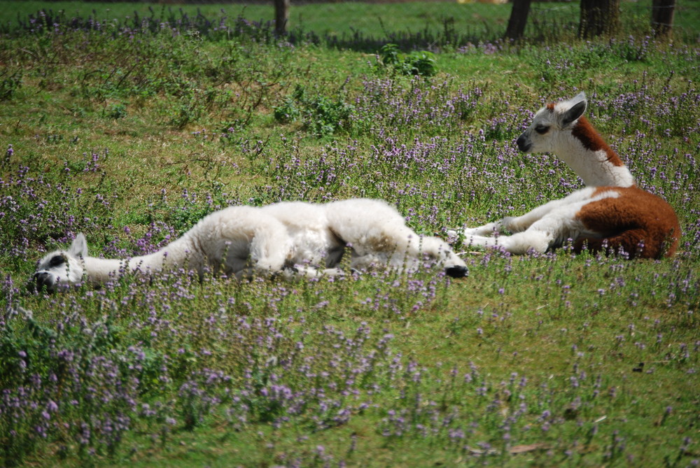 bebe lama