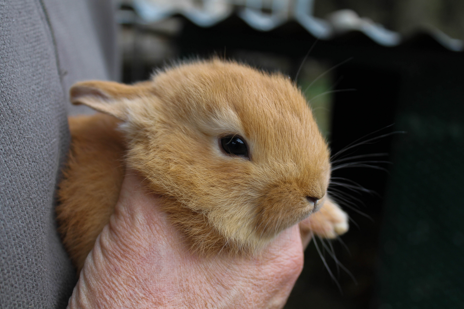 Bébé lapin