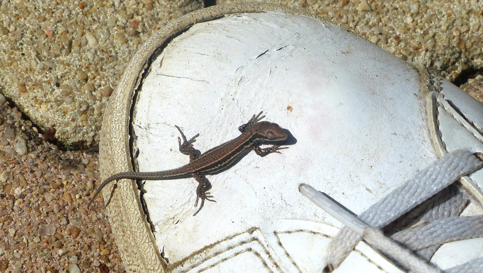 Bébé LEZARD.