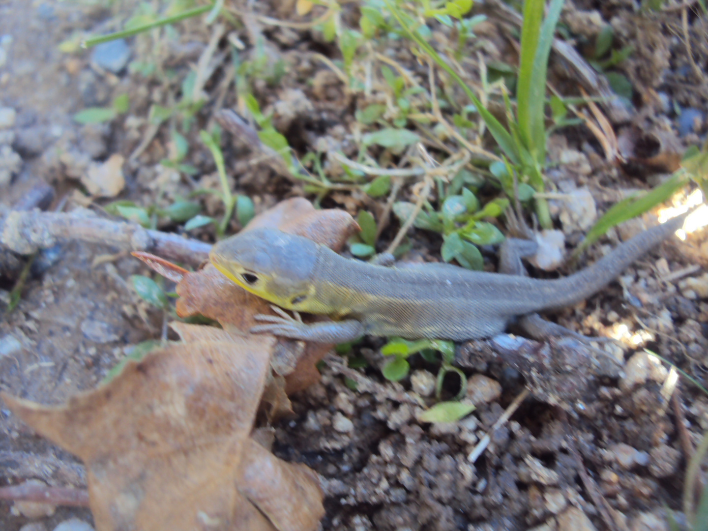 Bébé lézard vert