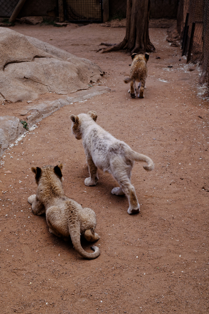 Bébé lion Afrique du Sud