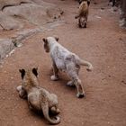 Bébé lion Afrique du Sud