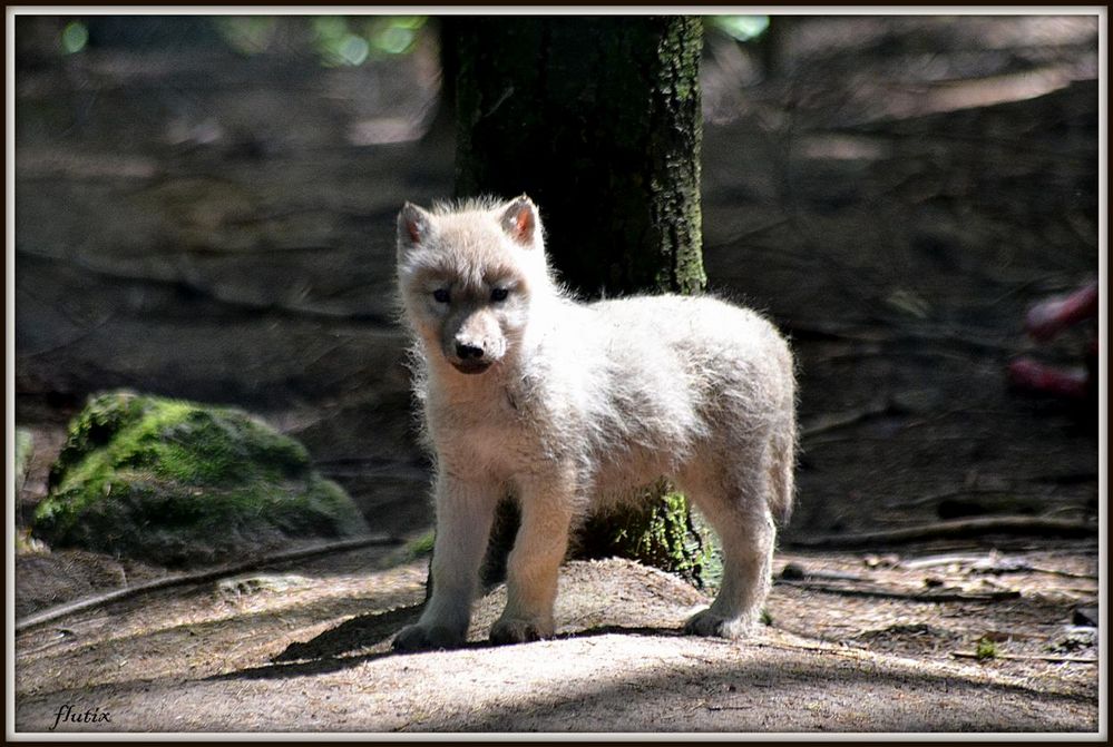 Bébé LOUP ARCTIQUE