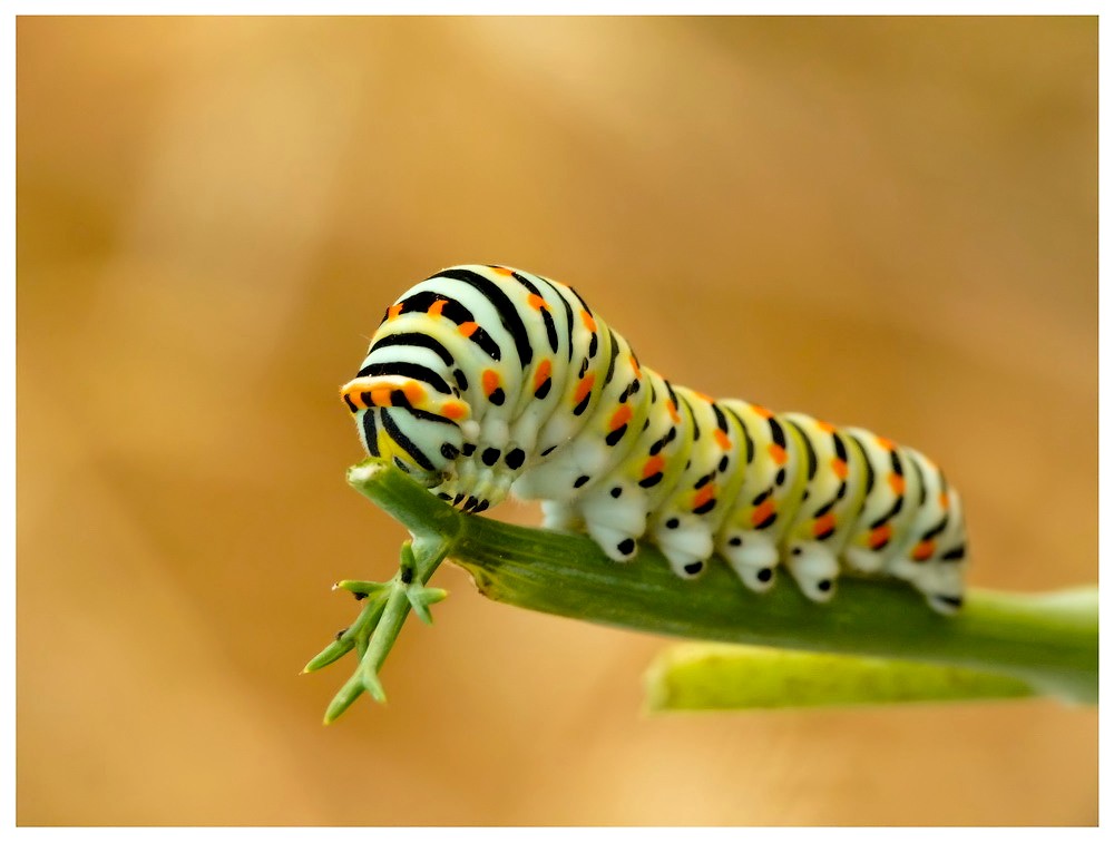 Bébé machaon