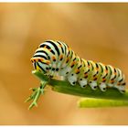 Bébé machaon