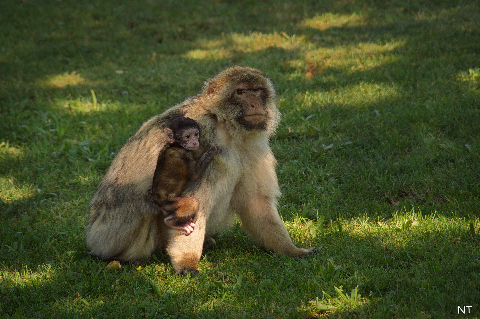 Bebe Magot Sous La Protection De Sa Douce Maman Photo Et Image Animaux Animaux Sauvages Nature Images Fotocommunity Bebe Magot Sous La Protection De Sa Douce Maman Photo Et Image Animaux Animaux Sauvages Nature Images Fotocommunity