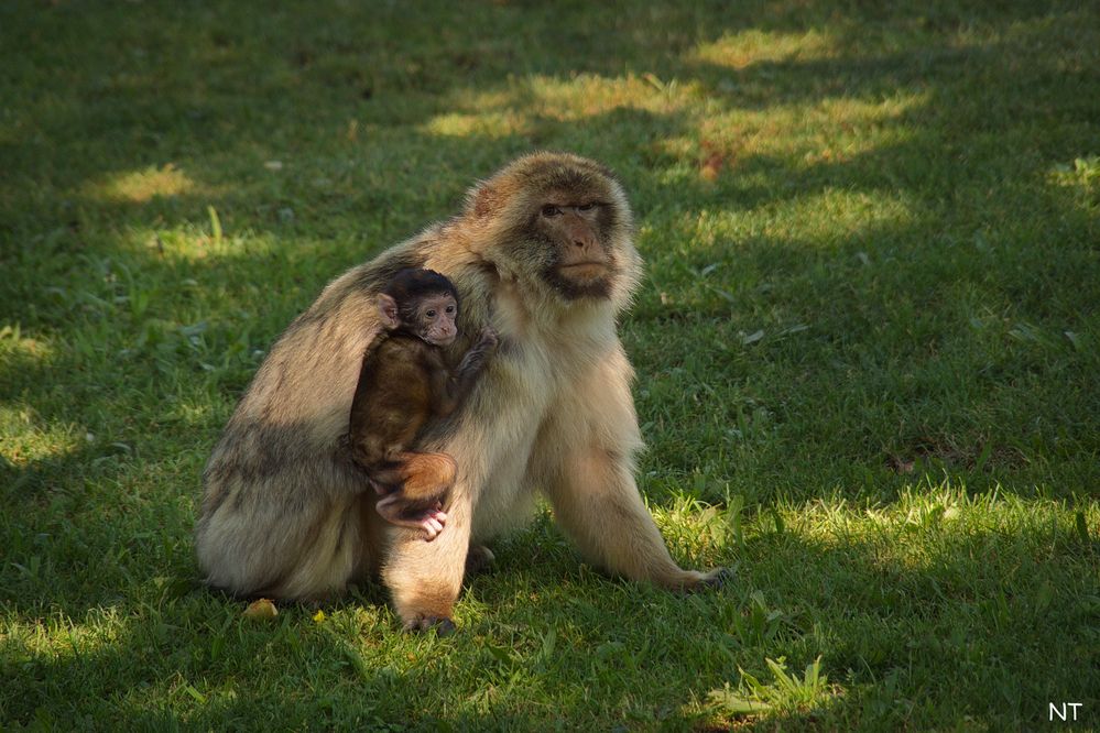 Bébé magot sous la protection de sa douce maman.