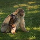 Bébé magot sous la protection de sa douce maman.