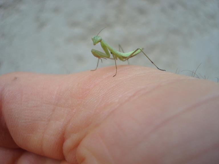 Bébé mante religieuse photo et image macro nature, macro insectes, nature Images