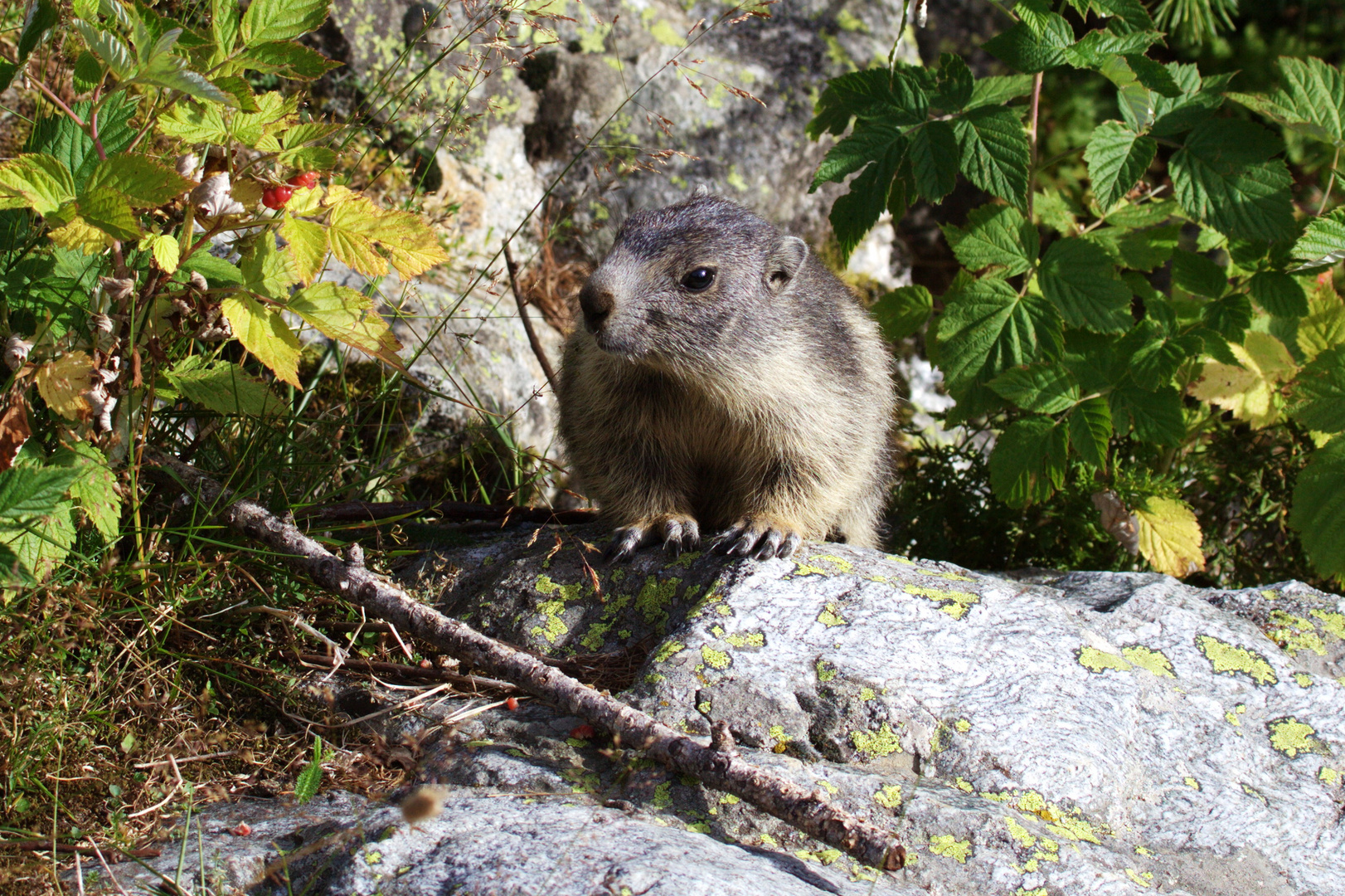 bébé marmotte ... la pt framboise c est pour moi ?????