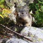 bébé marmotte ... la pt framboise c est pour moi ?????