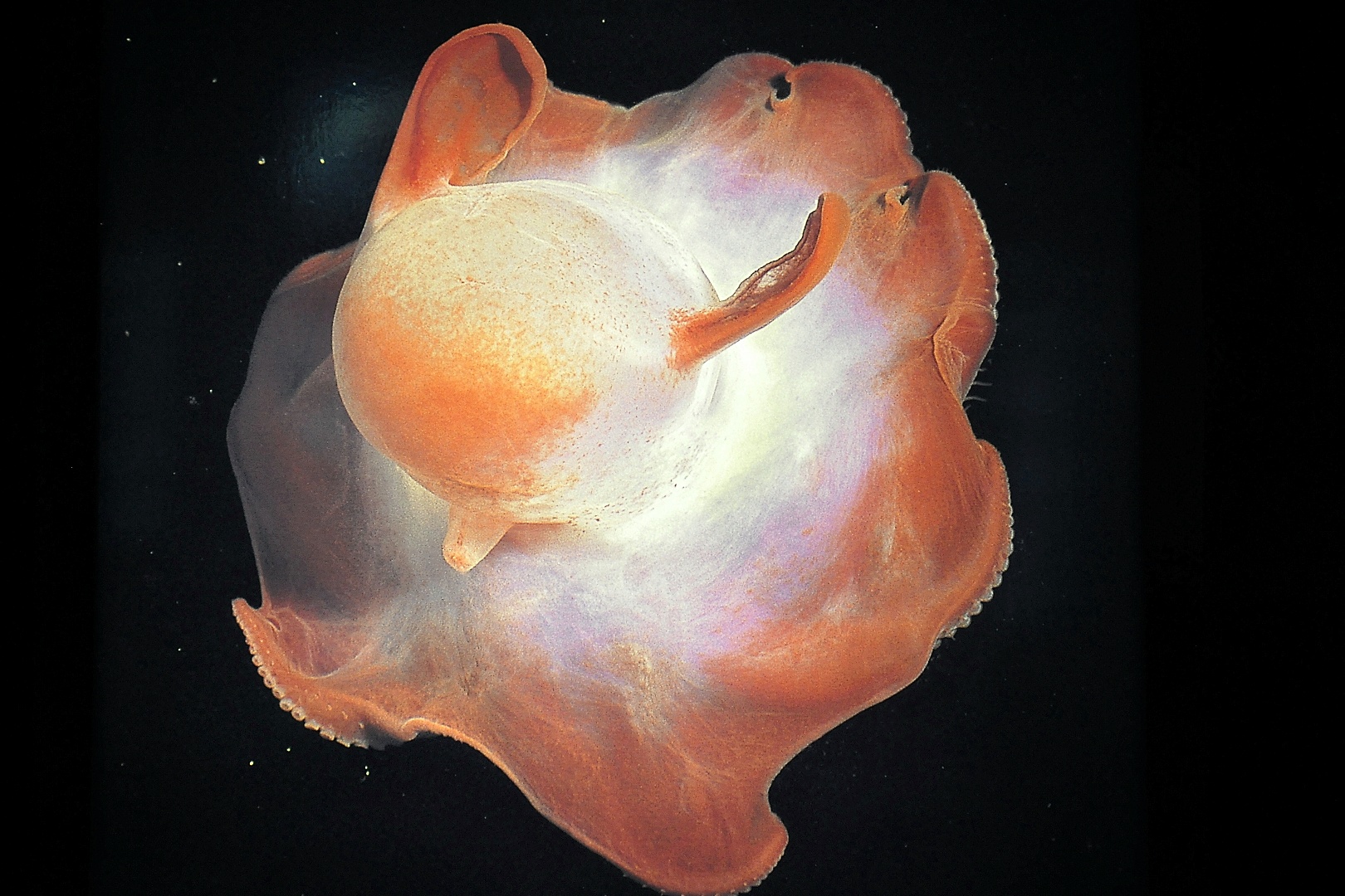 Bebe Meduse Photo Et Image Images Sous Marines Meduse Nature Images Fotocommunity