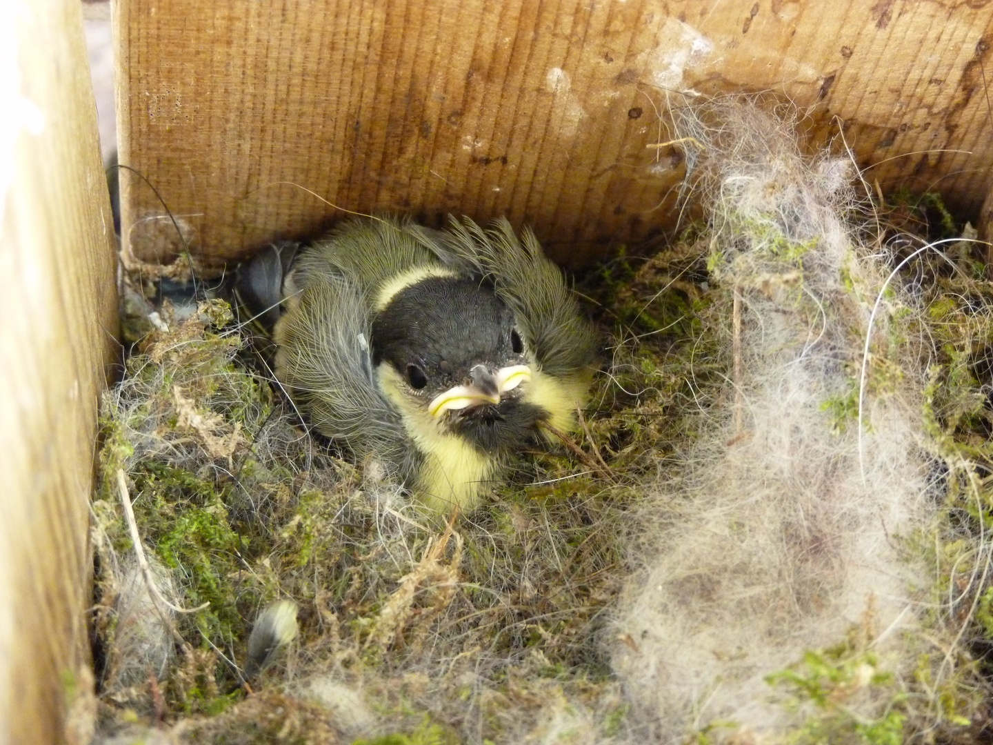 Bebe Mesange Photo Et Image Animaux Animaux Sauvages Oiseaux Images Fotocommunity
