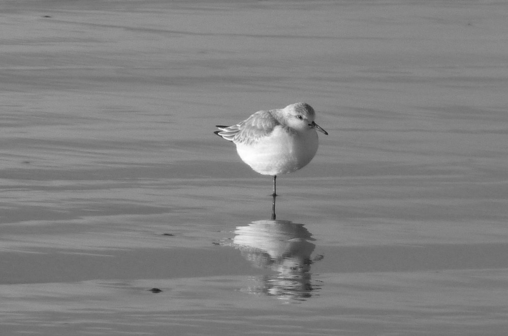 bébé mouette