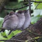 Bébé oiseaux 2