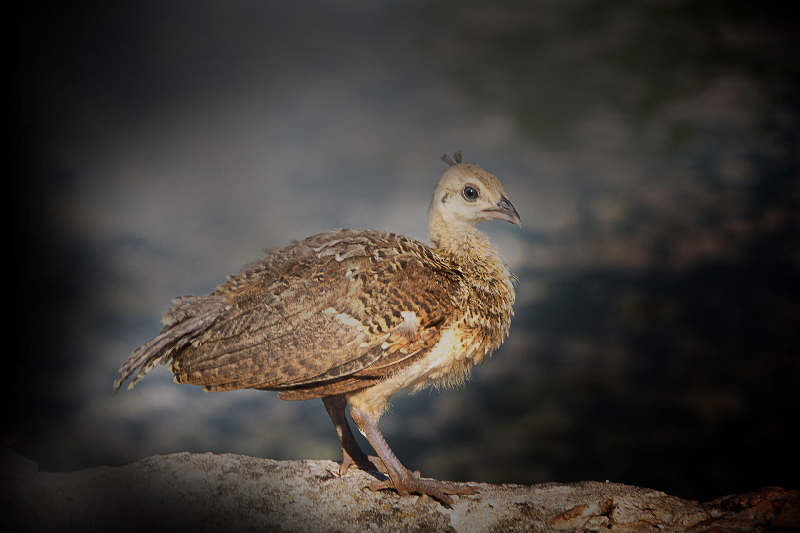 Bebe Paon Photo Et Image Special Concours Gallinaces 26 10 19 Images Fotocommunity Bebe Paon Photo Et Image Special Concours Gallinaces 26 10 19 Images Fotocommunity